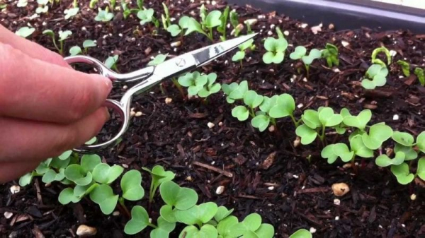 Как вырастить хороший урожай редиски в открытом грунте